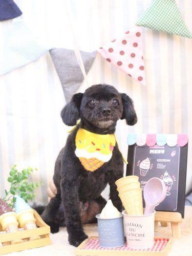 20250505ピポくん